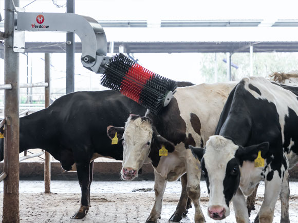 Cows are scratching themselves with Herdcow's hanging cow brush