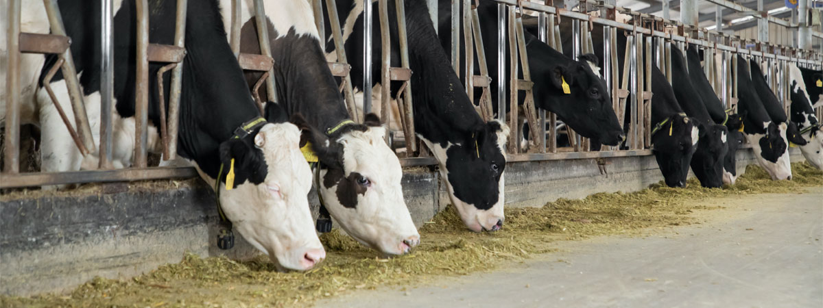 cows can freely move their heads with adjustable headlocks