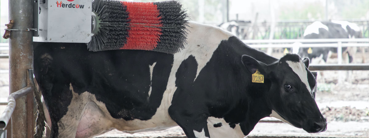 Herdcow's horizontal cow brush brings comfort to cows and improves herd welfare