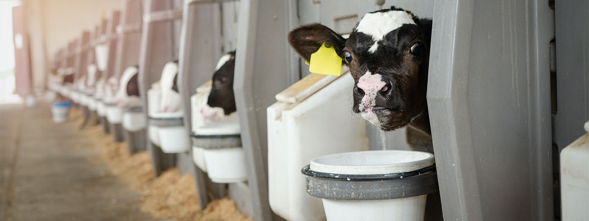 calves are fed separately in Herdcow‘s calf hutches