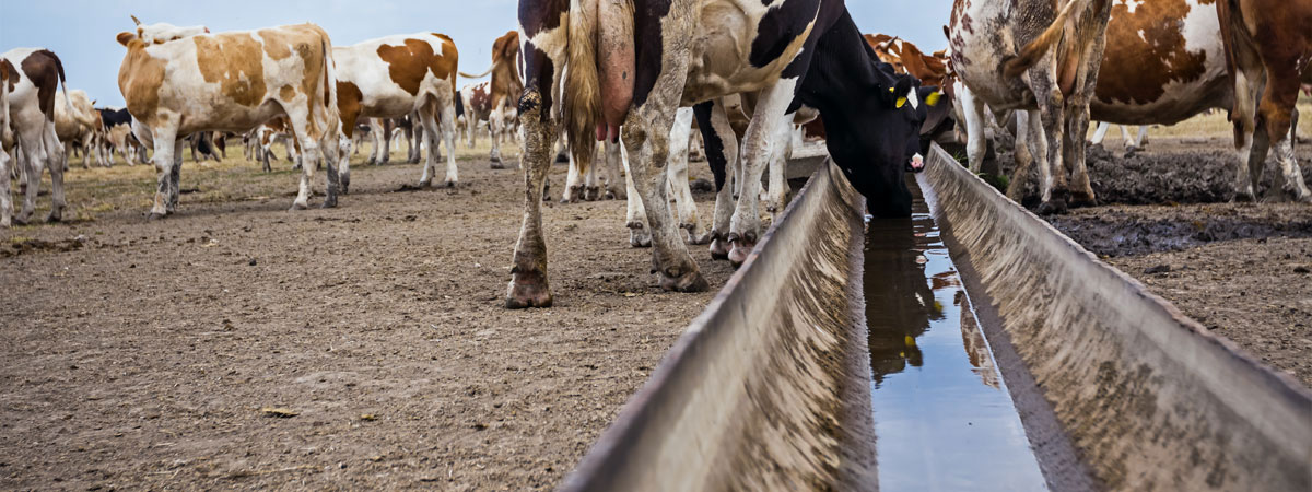 cattles drinking water from trough