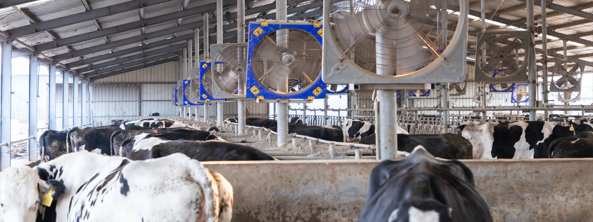 A row of farm fans are working to improve the ventilation in the shed