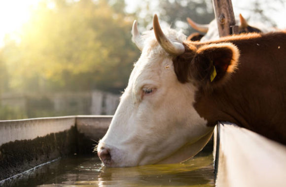 A cow is drinking water from a cattle trough