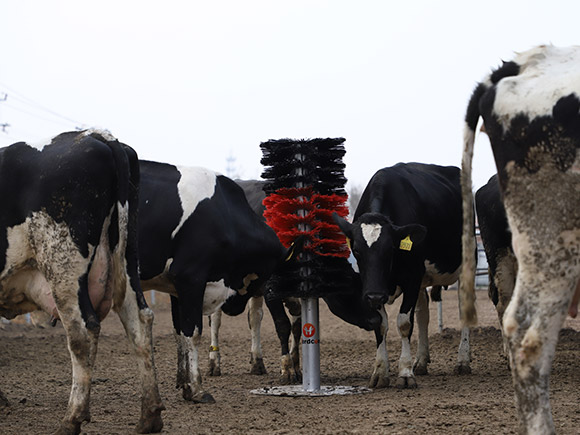 Standing Cow Brush without Motor1