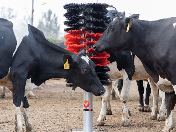 Standing Cow Brush without Motor2