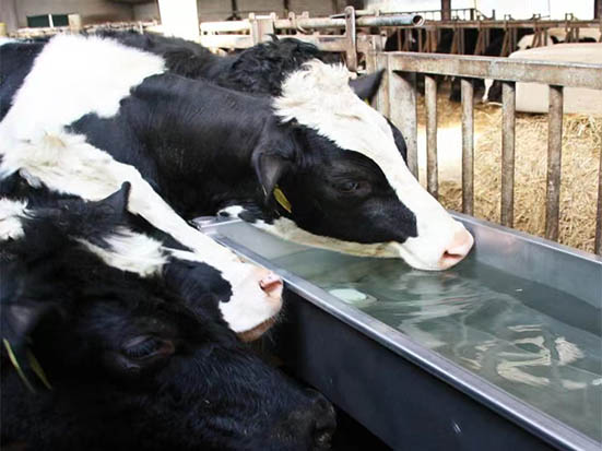 cattle drinking from water trough 1 1